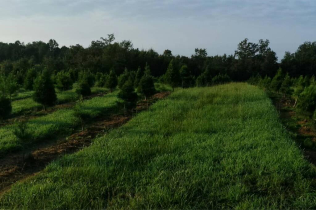 Rural Life On A Real Christmas Tree Farm! Hallmark Experience! Ozark Екстер'єр фото