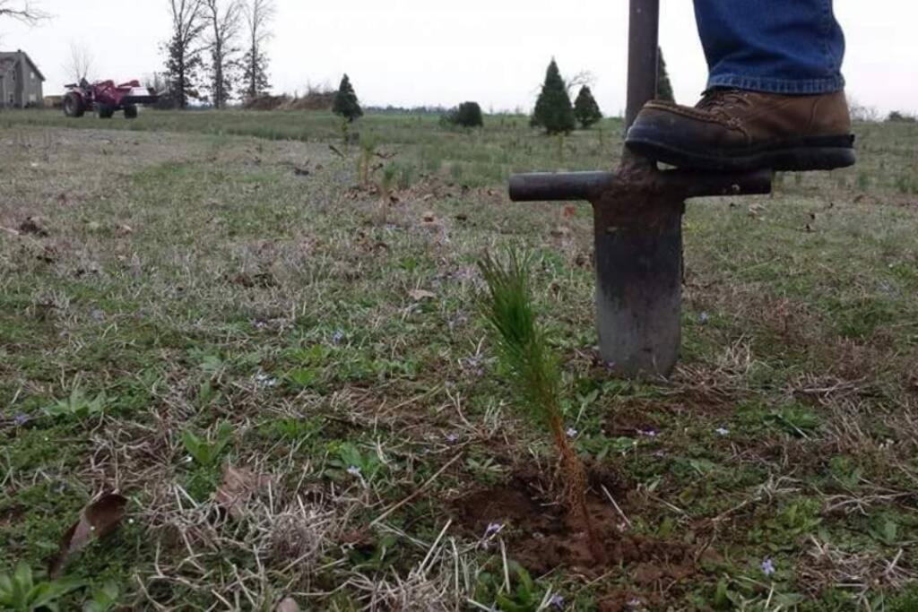 Rural Life On A Real Christmas Tree Farm! Hallmark Experience! Ozark Екстер'єр фото