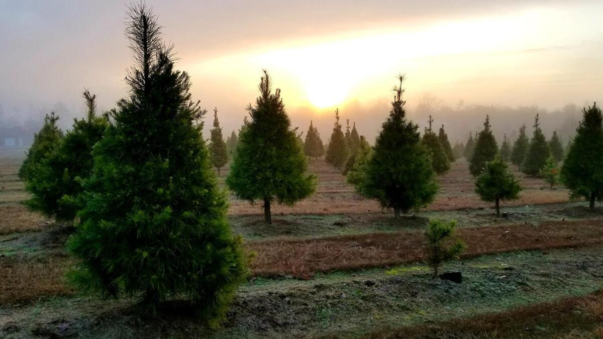 Rural Life On A Real Christmas Tree Farm! Hallmark Experience! Ozark Екстер'єр фото