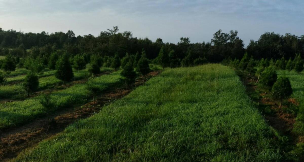 Rural Life On A Real Christmas Tree Farm! Hallmark Experience! Ozark Екстер'єр фото